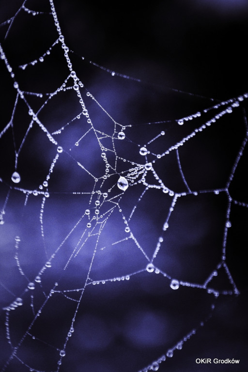 Konkurs Fotograficzny 