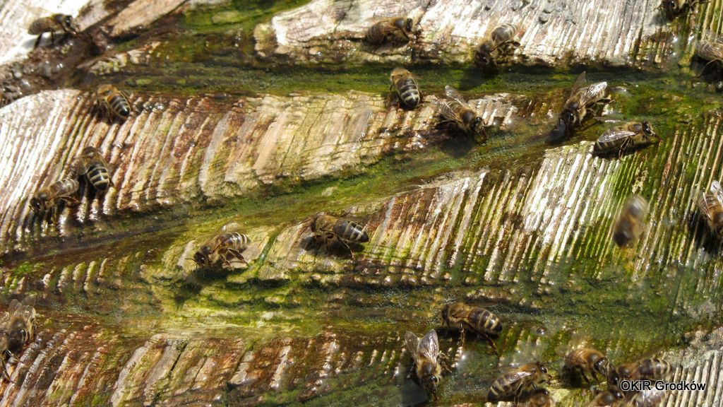 Konkurs Fotograficzny 