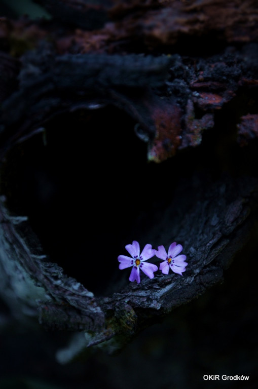 Konkurs Fotograficzny 