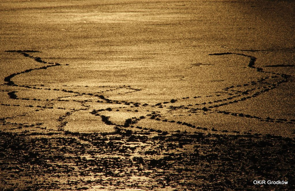 Konkurs Fotograficzny 