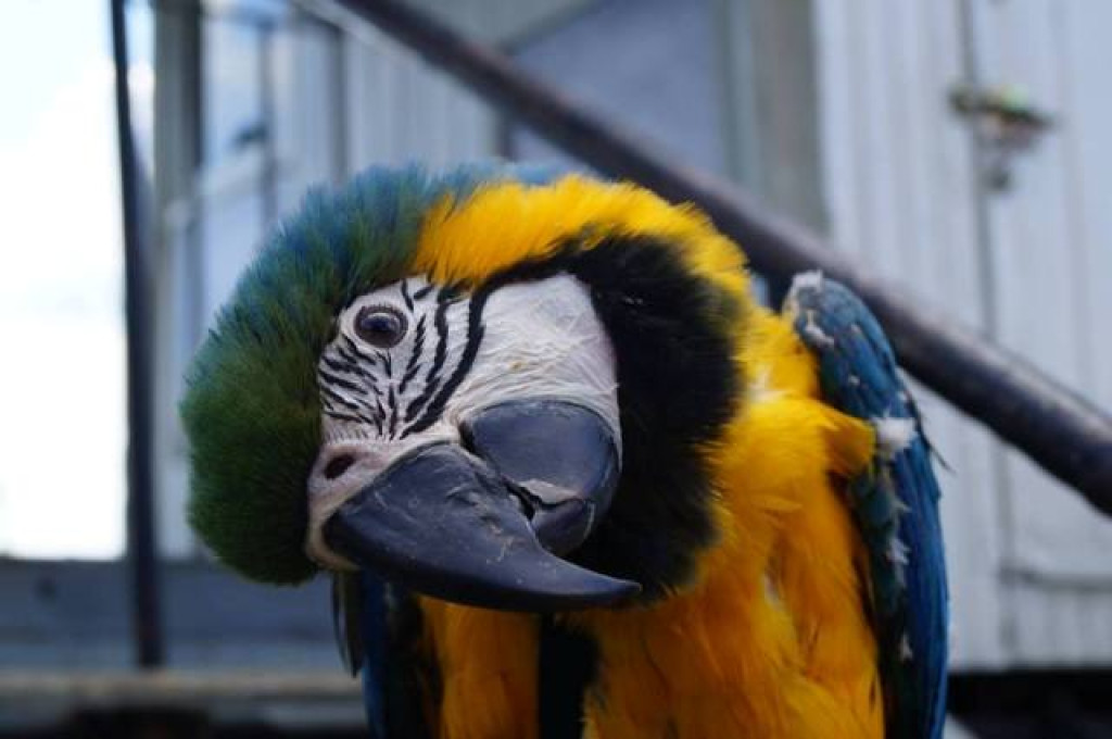 Cyrk Juremix z artystami programu 