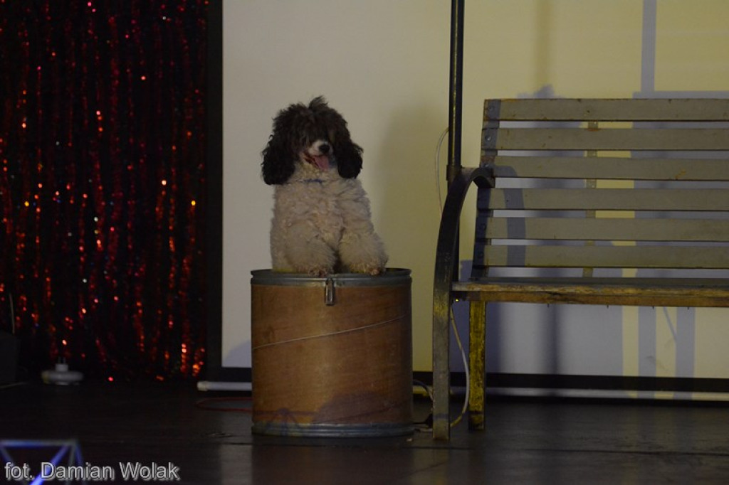 Występ Artystów z Cyrku Juremix [fotorelacja]