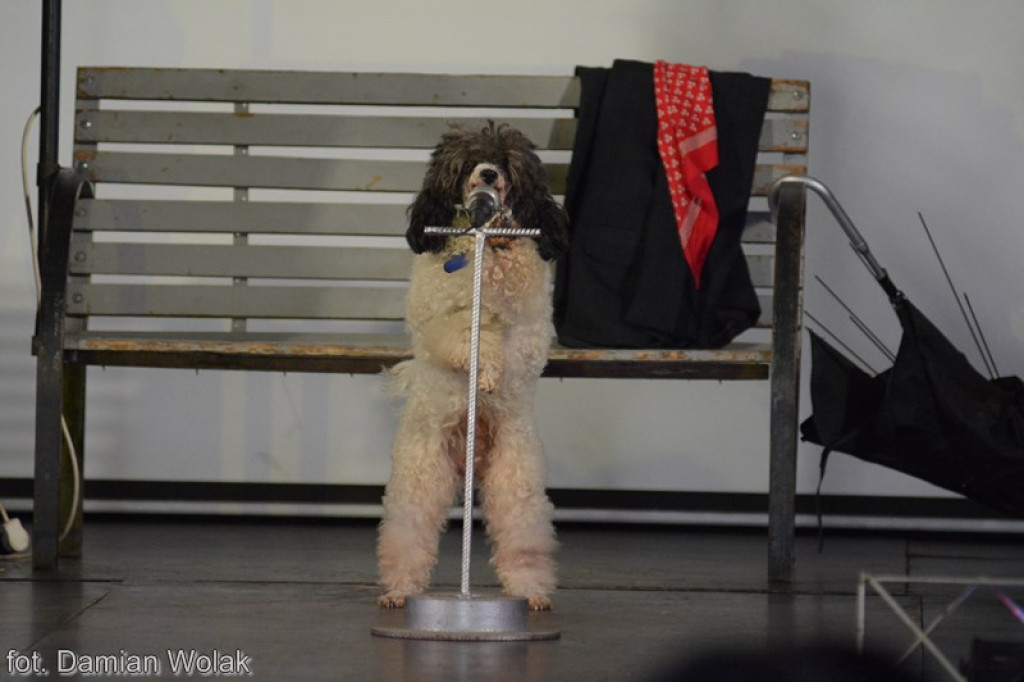 Występ Artystów z Cyrku Juremix [fotorelacja]