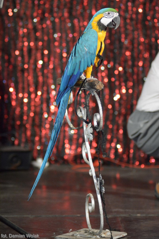 Występ Artystów z Cyrku Juremix [fotorelacja]