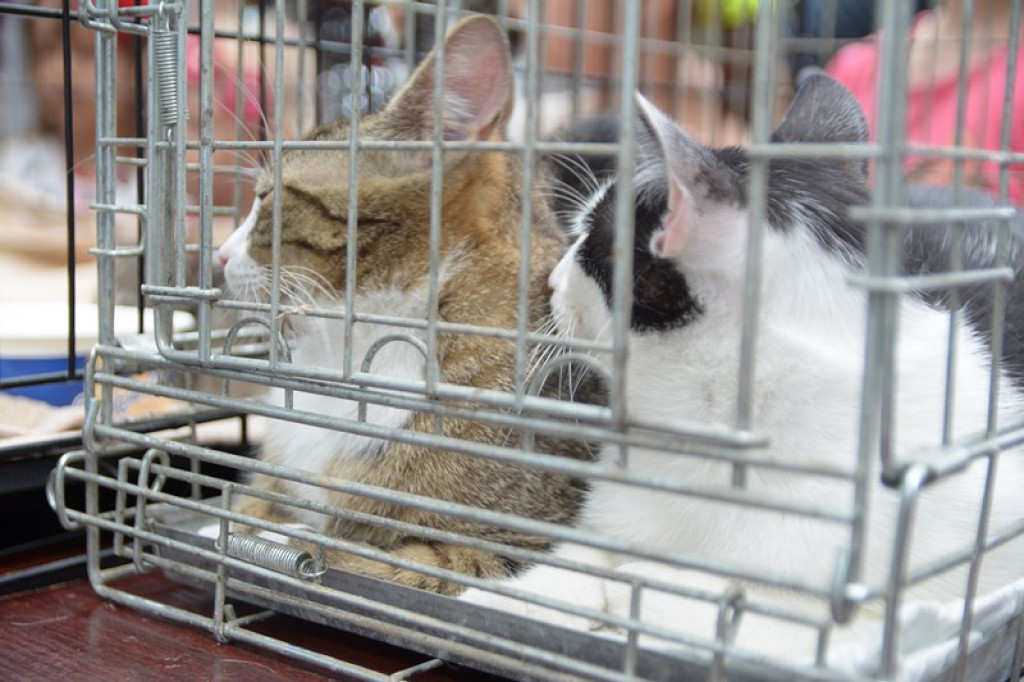 W Grodkowie zbierali karmę dla zwierząt