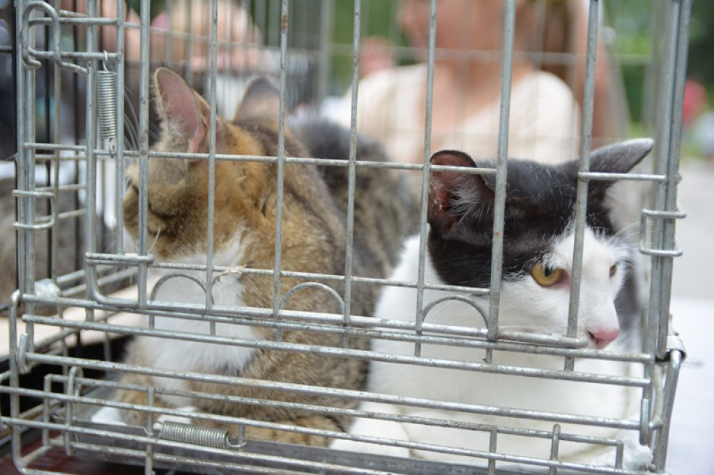 W Grodkowie zbierali karmę dla zwierząt