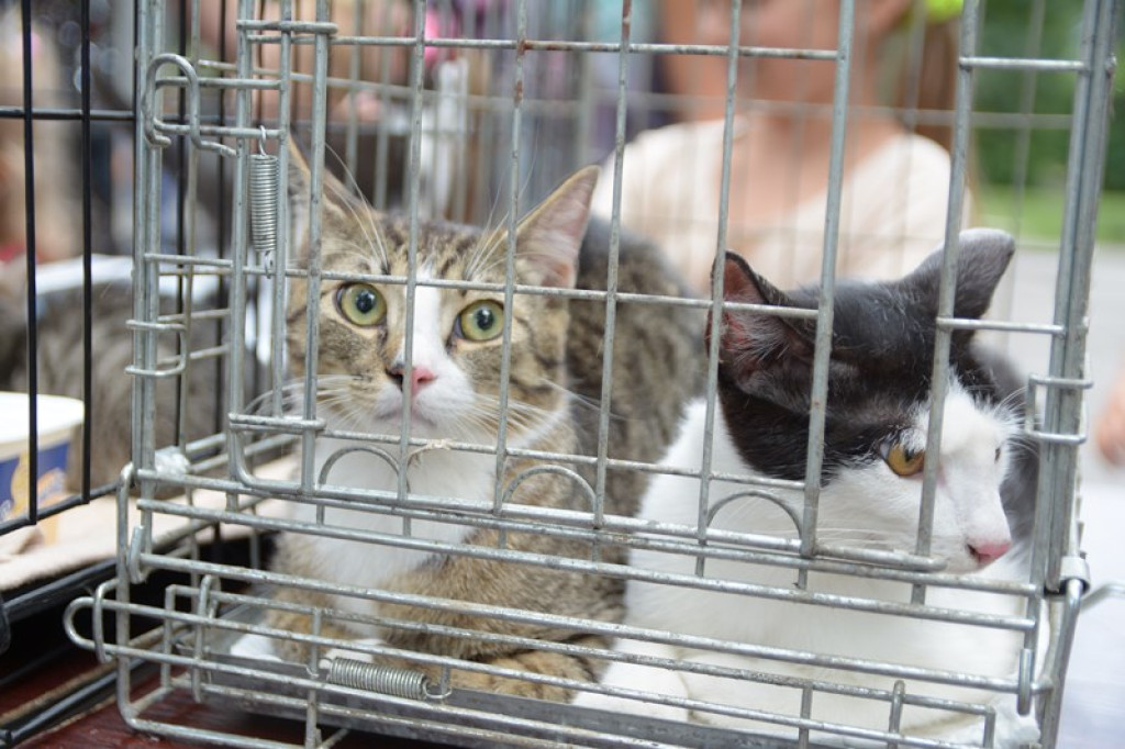 W Grodkowie zbierali karmę dla zwierząt