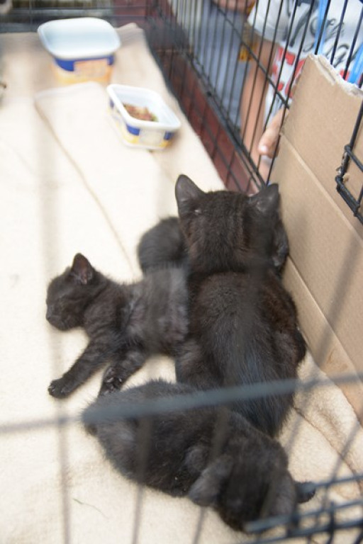 W Grodkowie zbierali karmę dla zwierząt