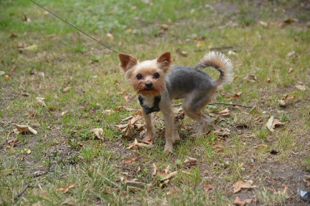 W Grodkowie zbierali karmę dla zwierząt