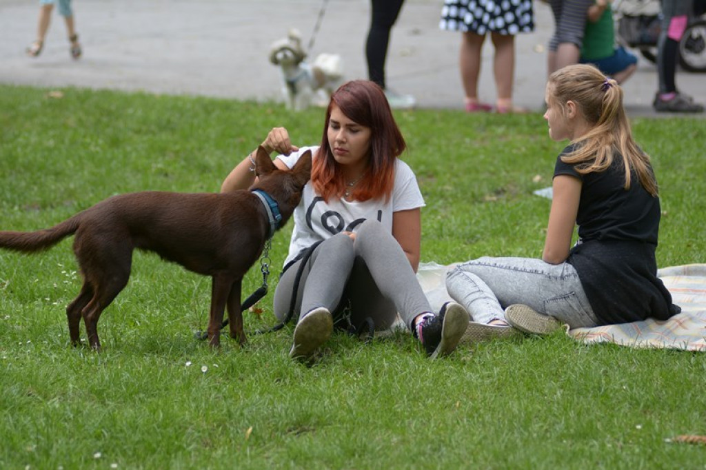 W Grodkowie zbierali karmę dla zwierząt