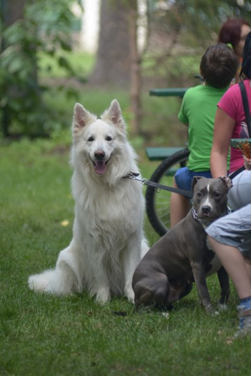 W Grodkowie zbierali karmę dla zwierząt