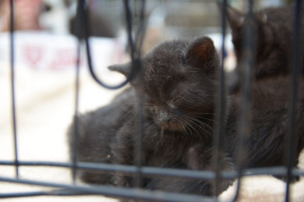 W Grodkowie zbierali karmę dla zwierząt