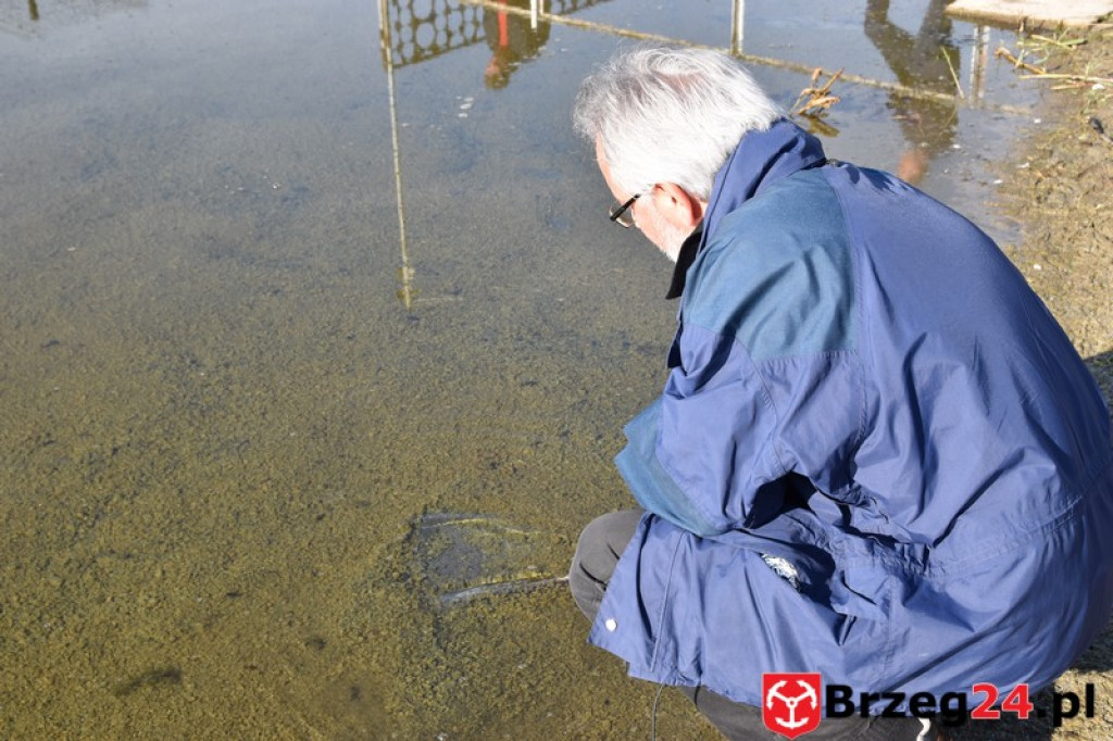 Co dalej z brzeskim kąpieliskiem? Będą działać dwa rezonatory