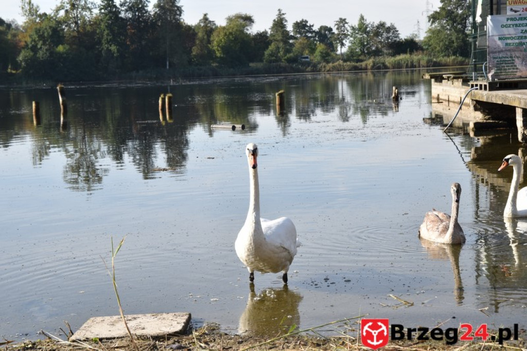 Co dalej z brzeskim kąpieliskiem? Będą działać dwa rezonatory