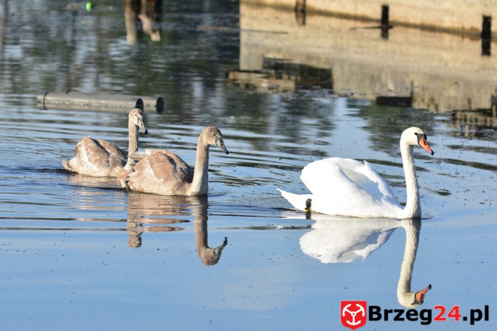 Co dalej z brzeskim kąpieliskiem? Będą działać dwa rezonatory
