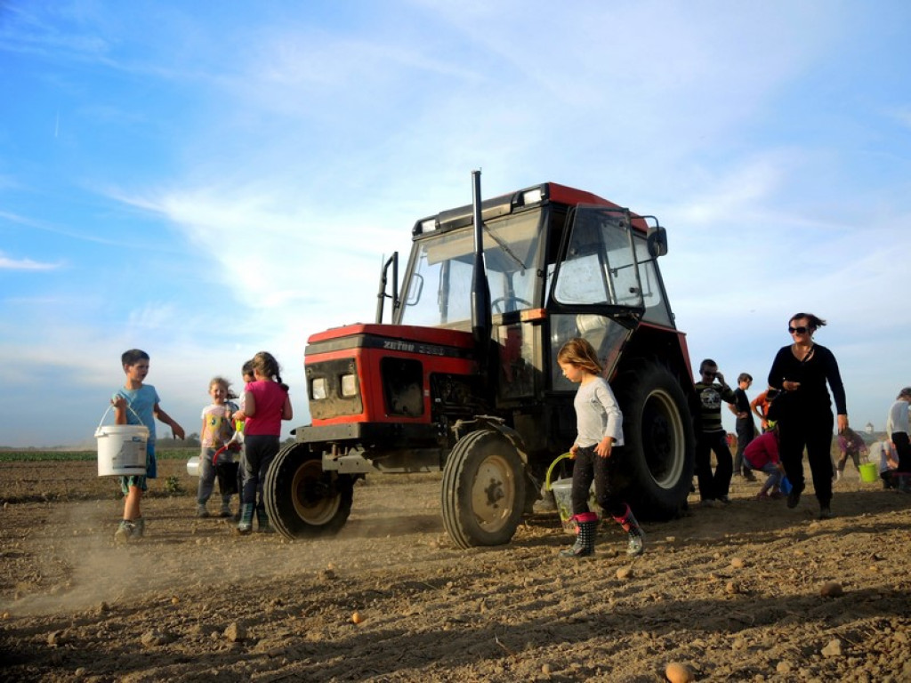 Wykopki jak za dawnych lat
