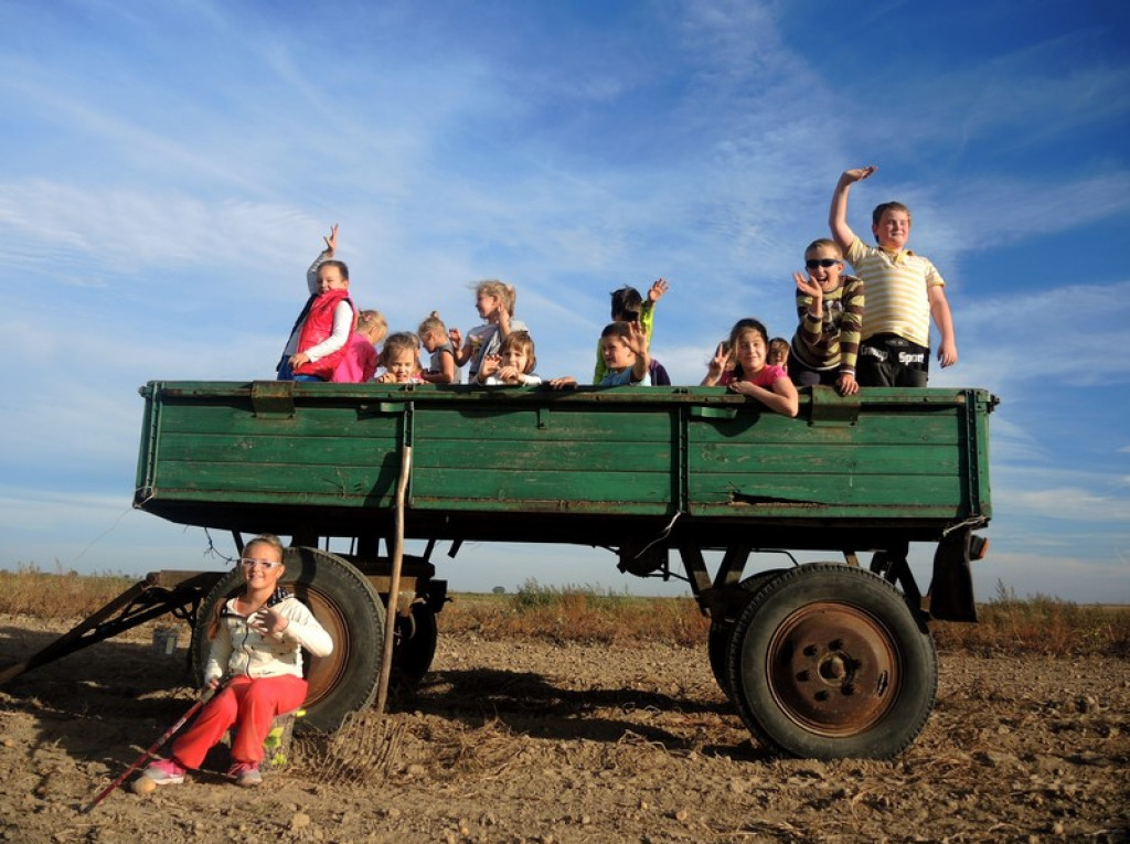 Wykopki jak za dawnych lat