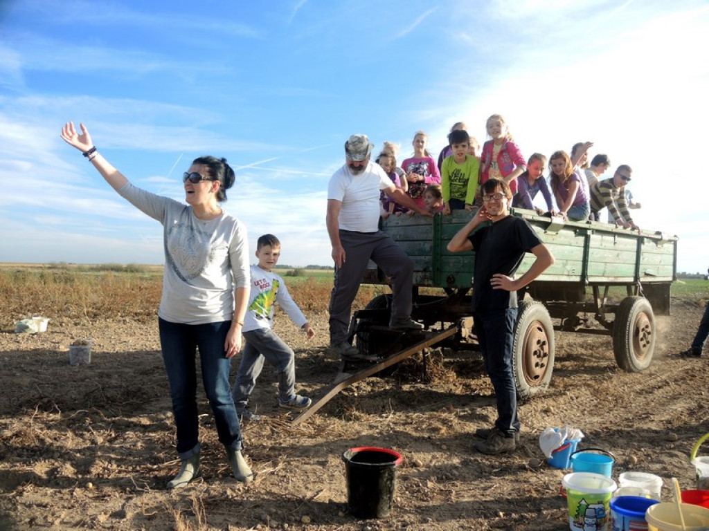 Wykopki jak za dawnych lat