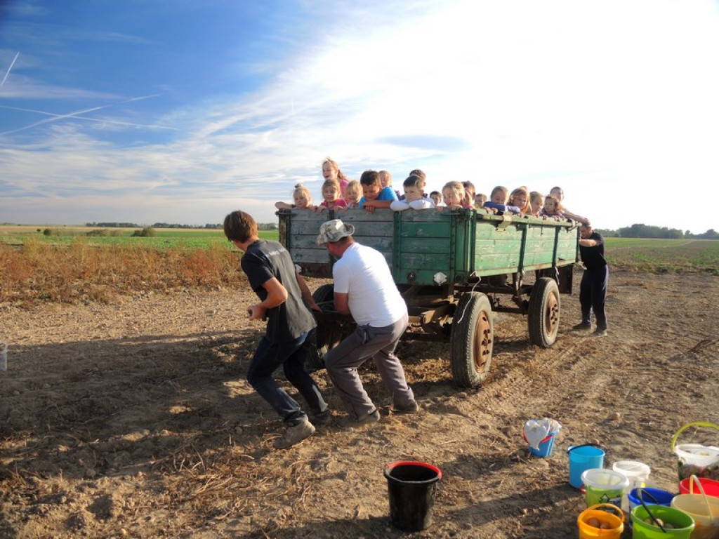 Wykopki jak za dawnych lat