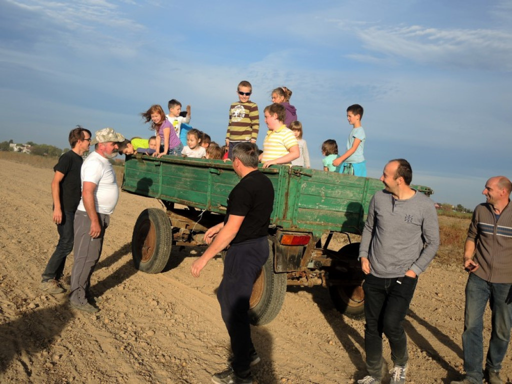 Wykopki jak za dawnych lat