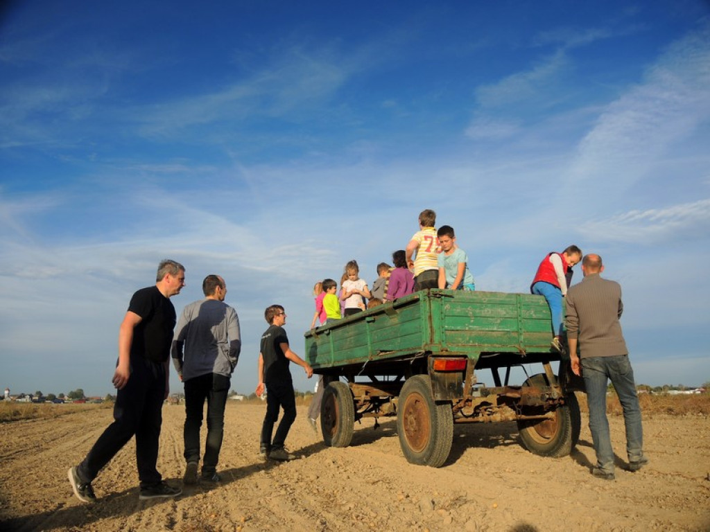 Wykopki jak za dawnych lat