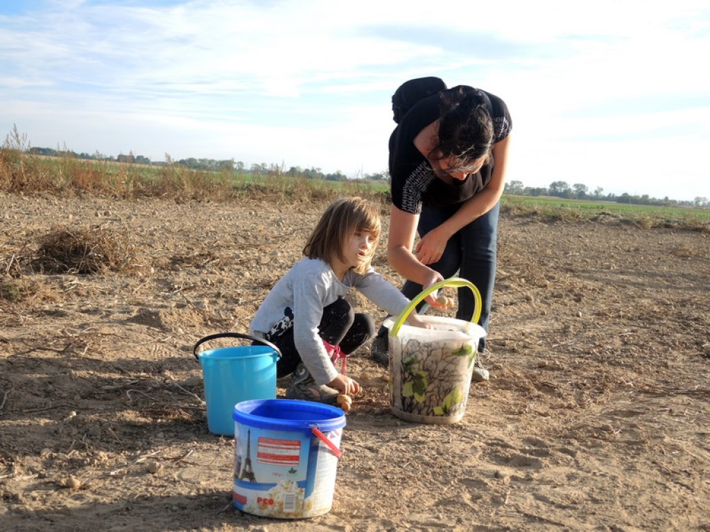 Wykopki jak za dawnych lat