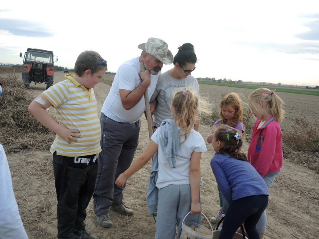 Wykopki jak za dawnych lat