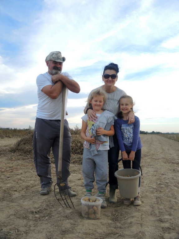 Wykopki jak za dawnych lat