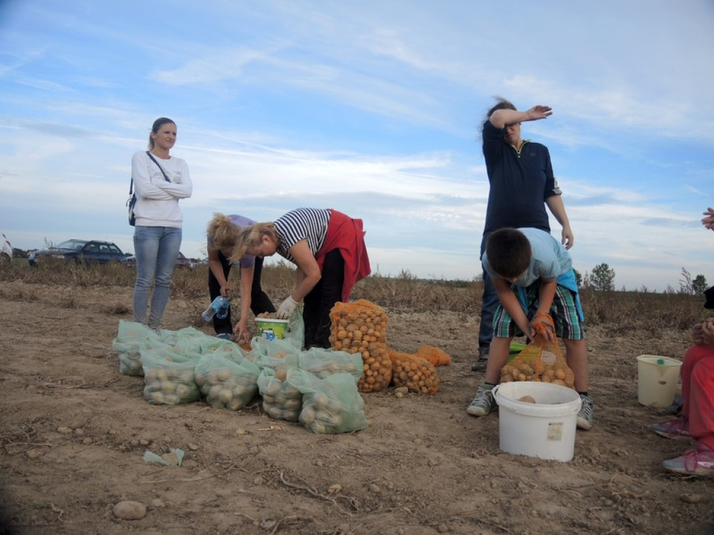 Wykopki jak za dawnych lat