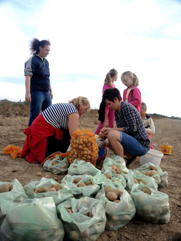 Wykopki jak za dawnych lat