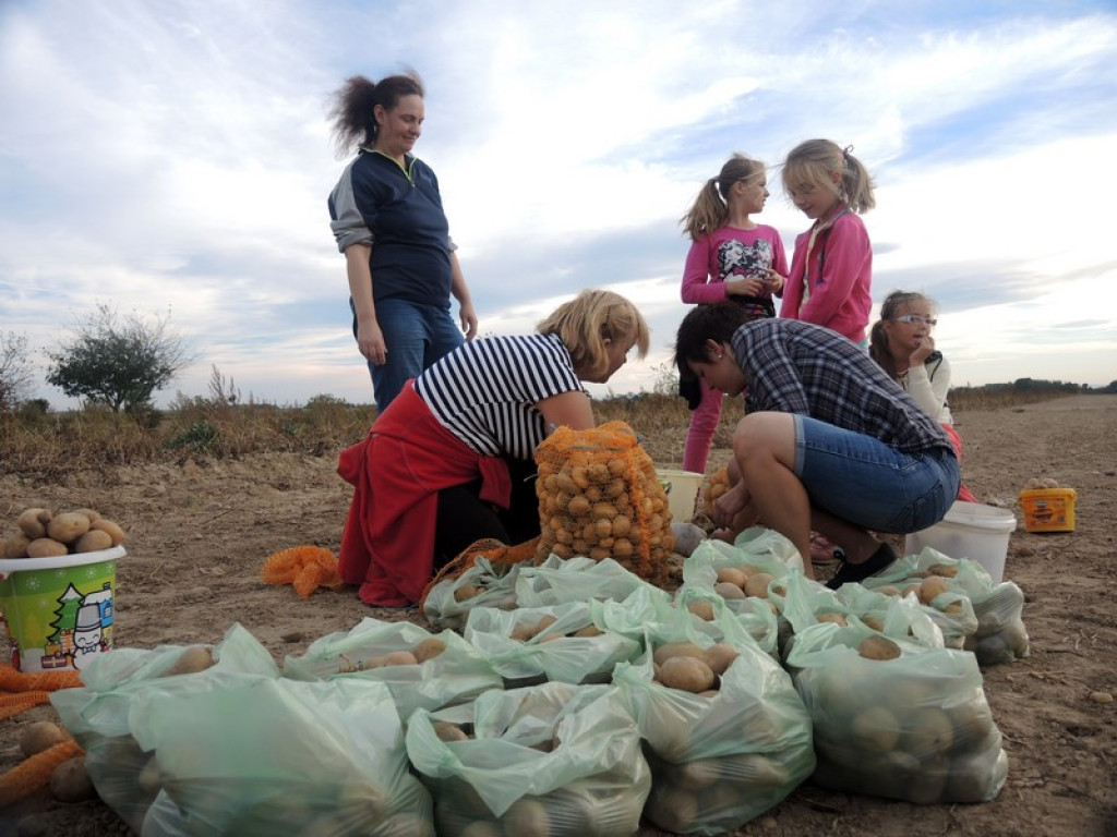 Wykopki jak za dawnych lat