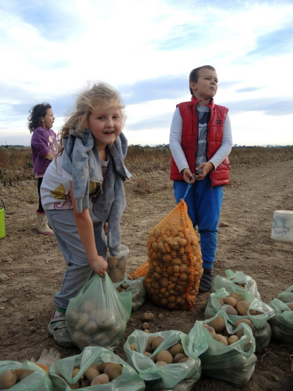 Wykopki jak za dawnych lat