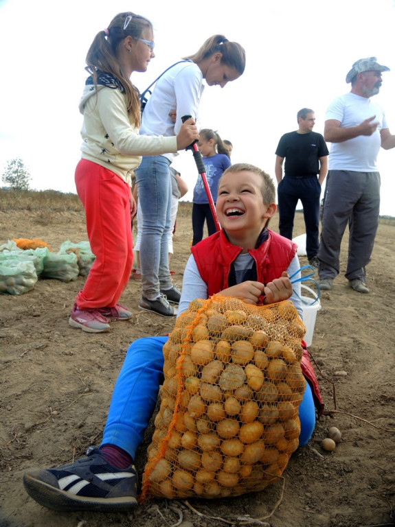 Wykopki jak za dawnych lat