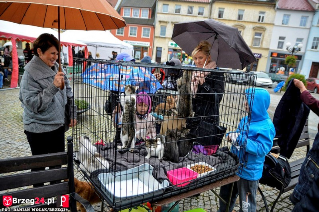 Miśki po raz czwarty w Grodkowie [fotorelacja]
