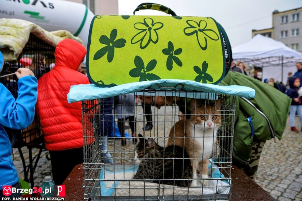 Miśki po raz czwarty w Grodkowie [fotorelacja]