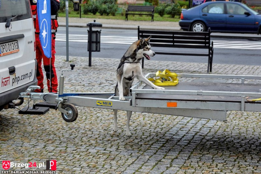 Miśki po raz czwarty w Grodkowie [fotorelacja]