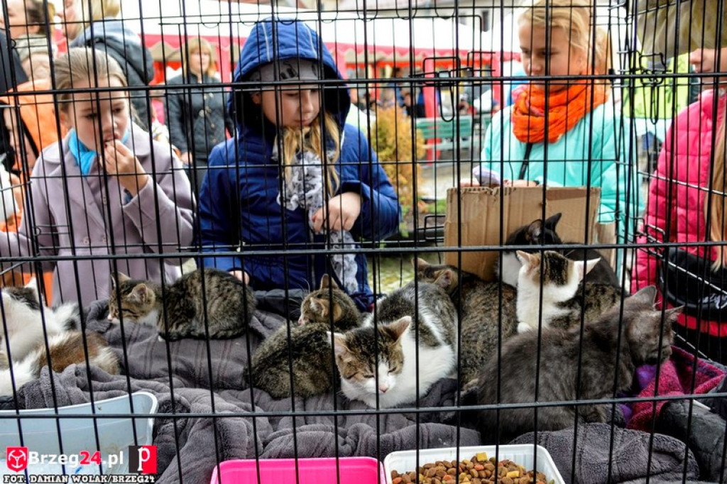 Miśki po raz czwarty w Grodkowie [fotorelacja]