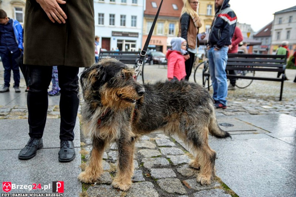 Miśki po raz czwarty w Grodkowie [fotorelacja]