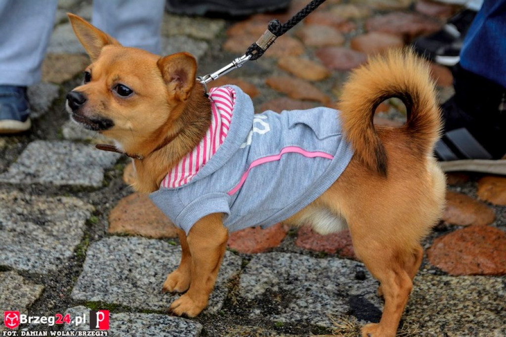 Miśki po raz czwarty w Grodkowie [fotorelacja]