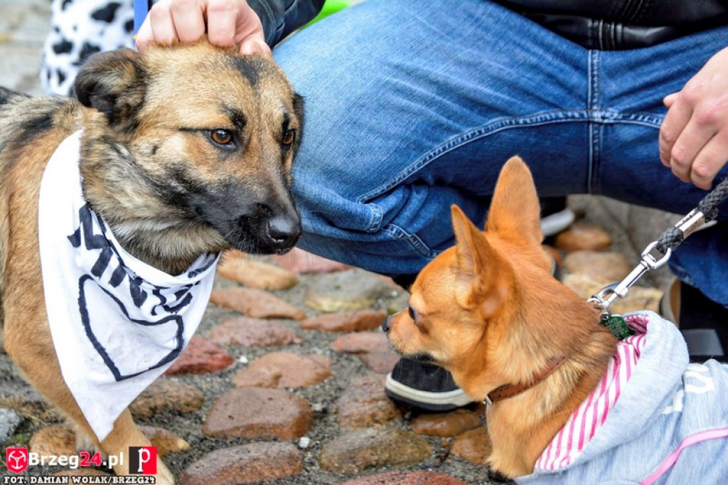 Miśki po raz czwarty w Grodkowie [fotorelacja]