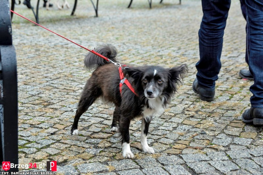 Miśki po raz czwarty w Grodkowie [fotorelacja]