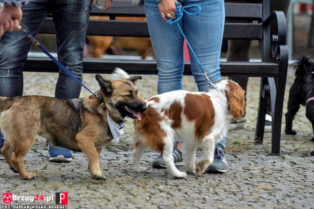 Miśki po raz czwarty w Grodkowie [fotorelacja]
