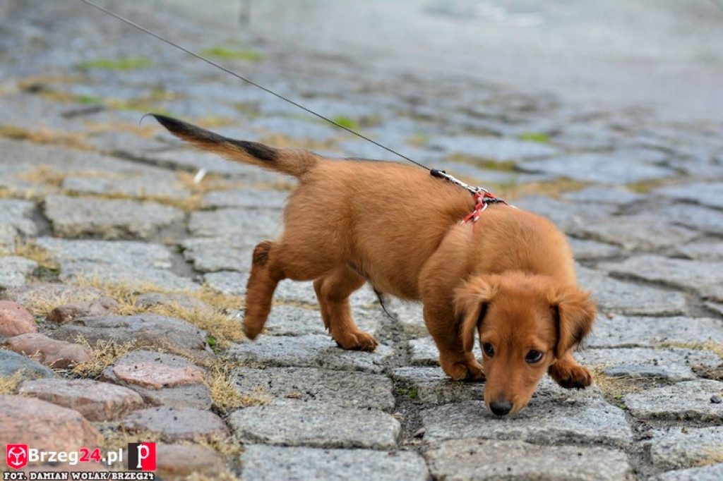 Miśki po raz czwarty w Grodkowie [fotorelacja]