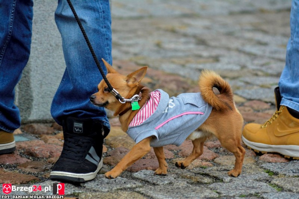 Miśki po raz czwarty w Grodkowie [fotorelacja]