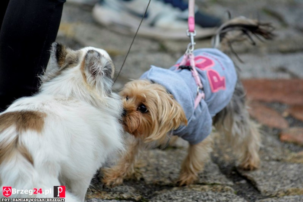 Miśki po raz czwarty w Grodkowie [fotorelacja]