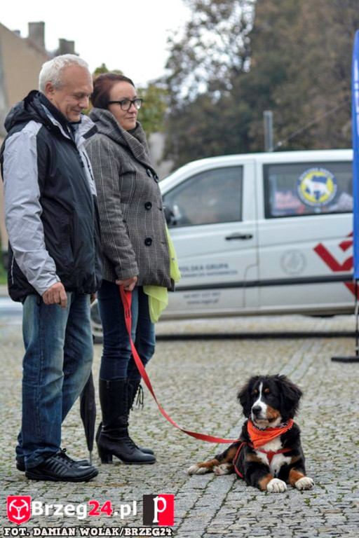Miśki po raz czwarty w Grodkowie [fotorelacja]