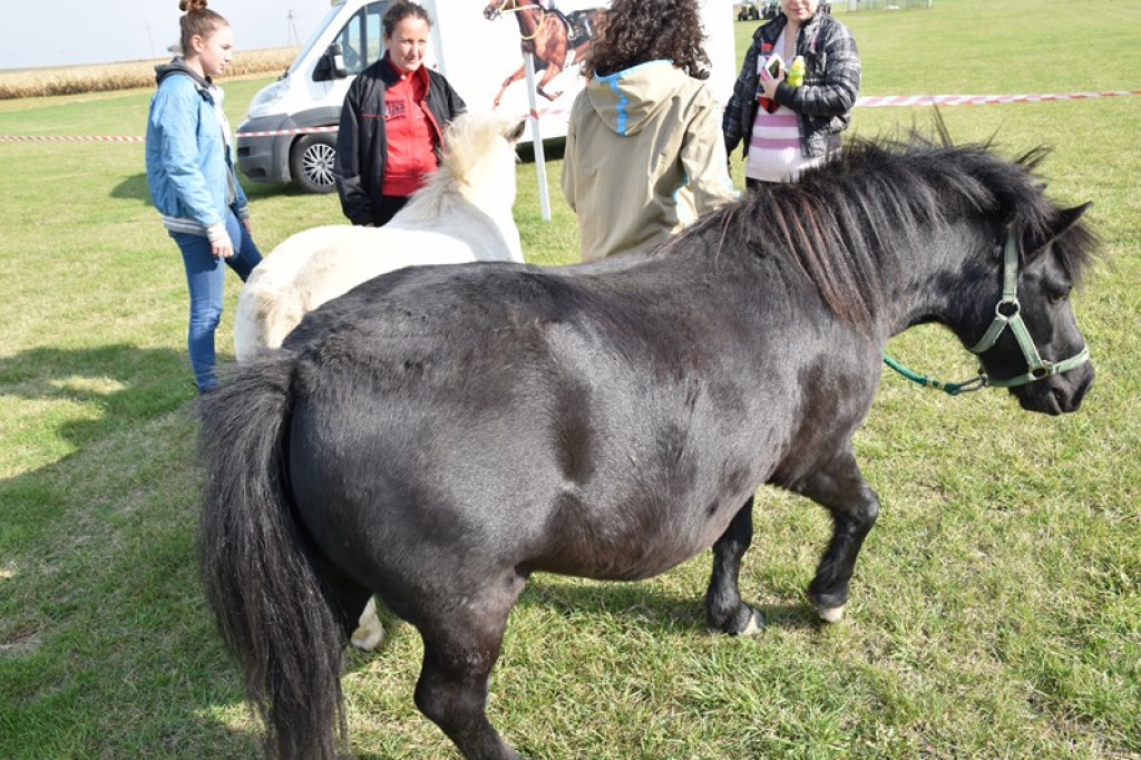 Moc atrakcji w Łosiowie. Trwa festyn charytatywny dla Mateusza [galeria zdjęć]