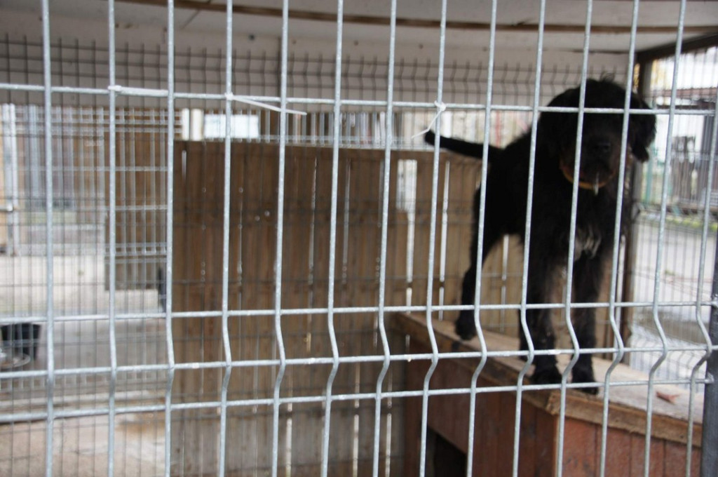 ŚWIATOWY DZIEŃ ZWIERZĄT