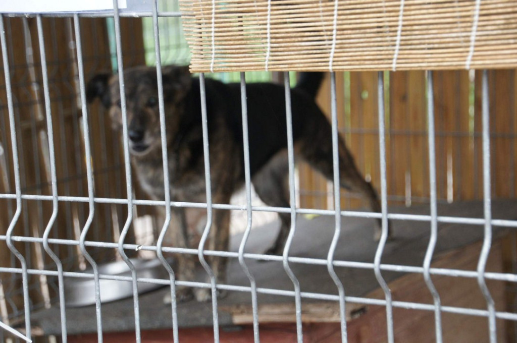 ŚWIATOWY DZIEŃ ZWIERZĄT