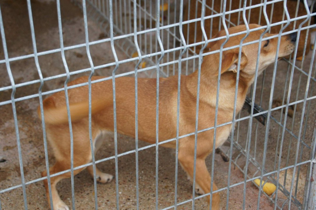 ŚWIATOWY DZIEŃ ZWIERZĄT